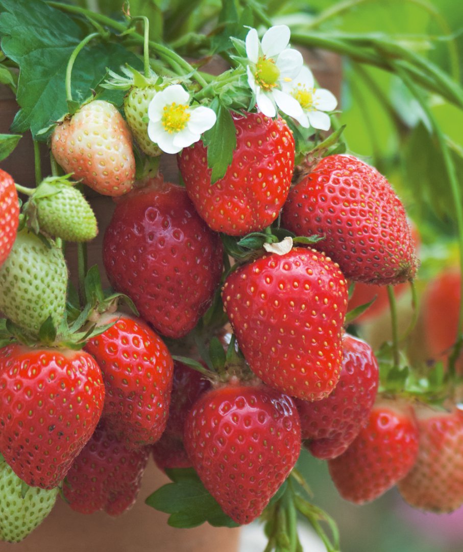 10 plants de fraisiers 