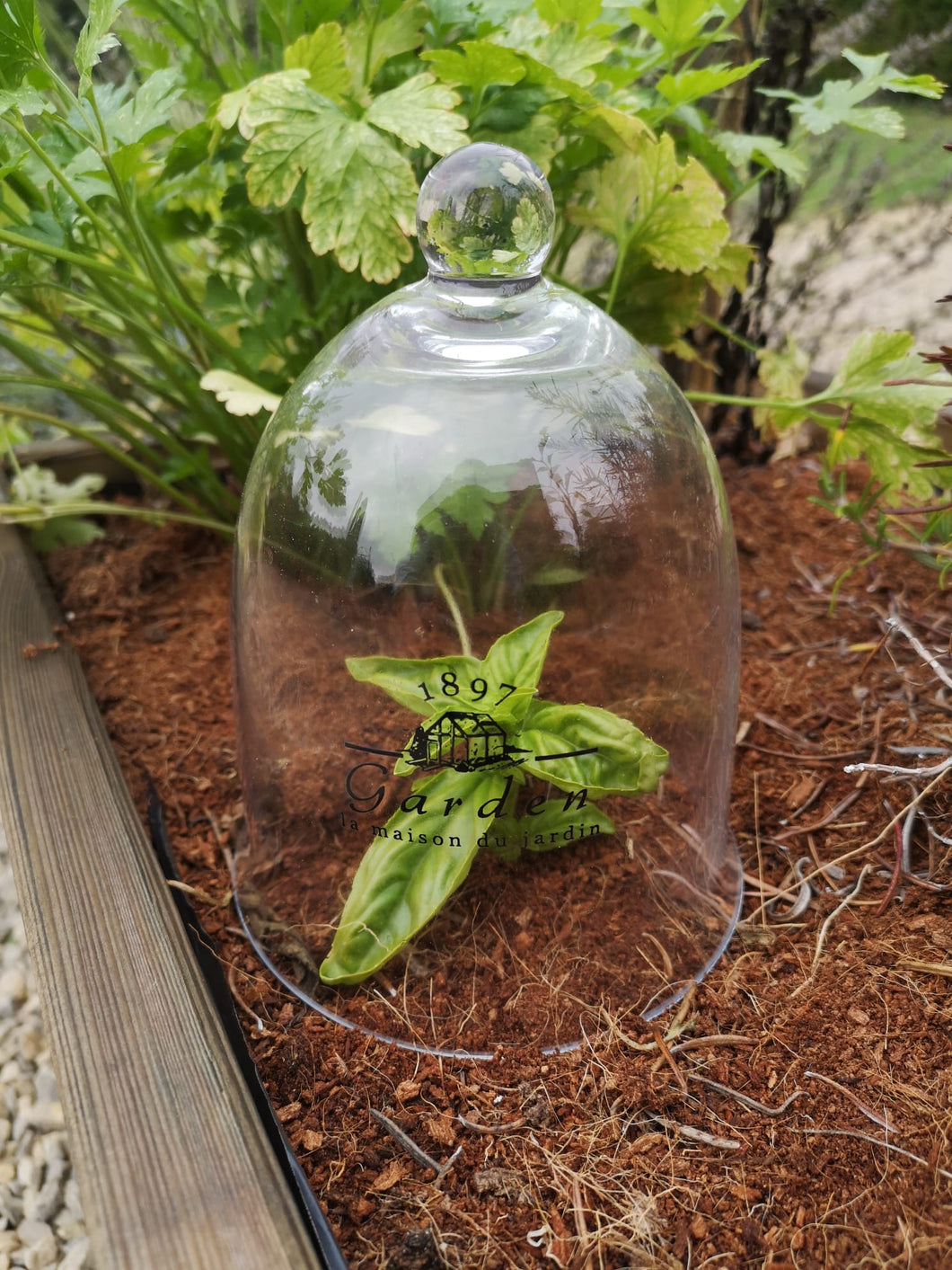 Cloche en verre pour jardin