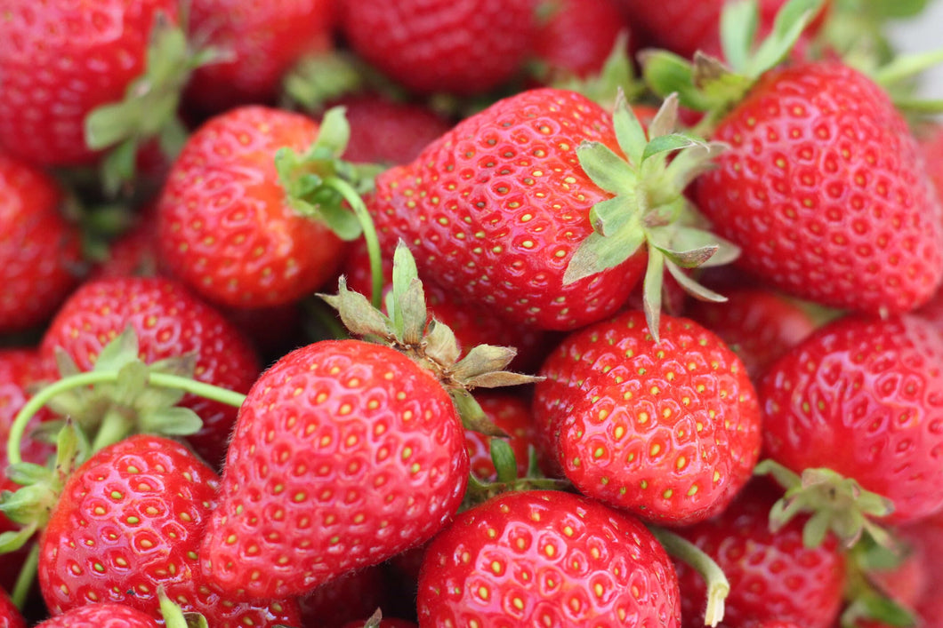 10 plants de fraisiers 