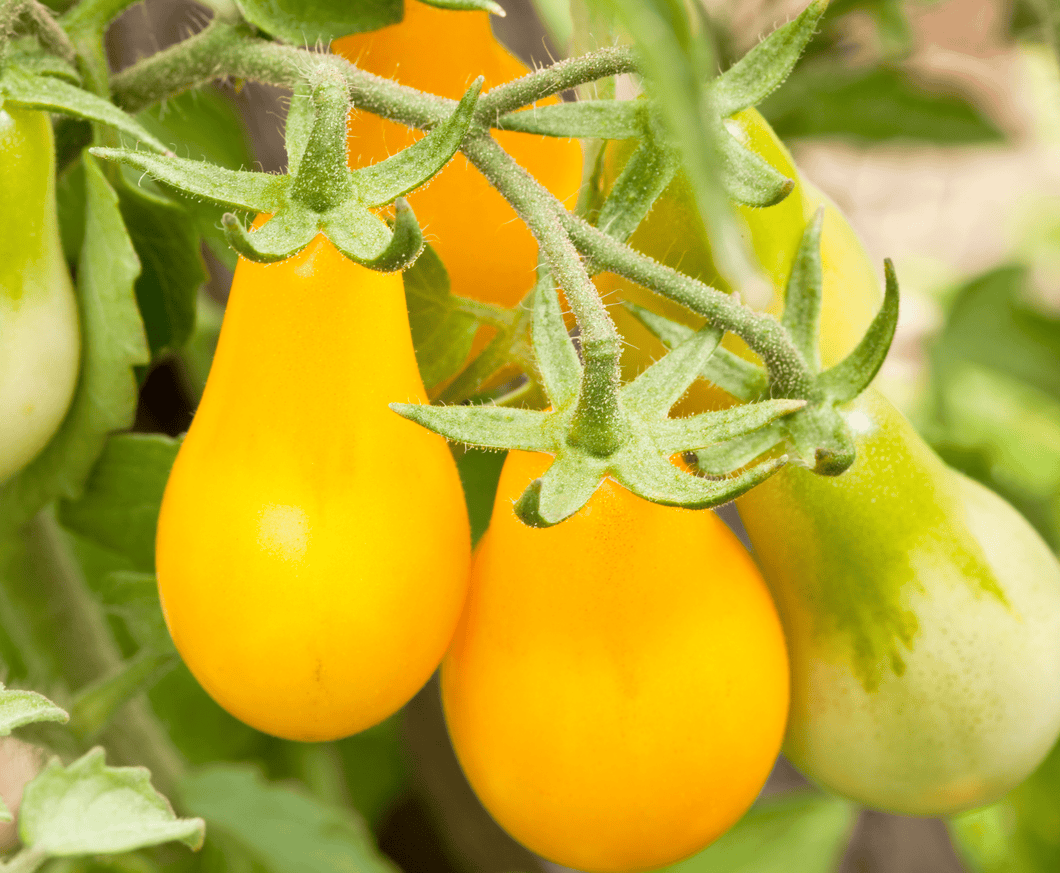 6 plants de Tomates 