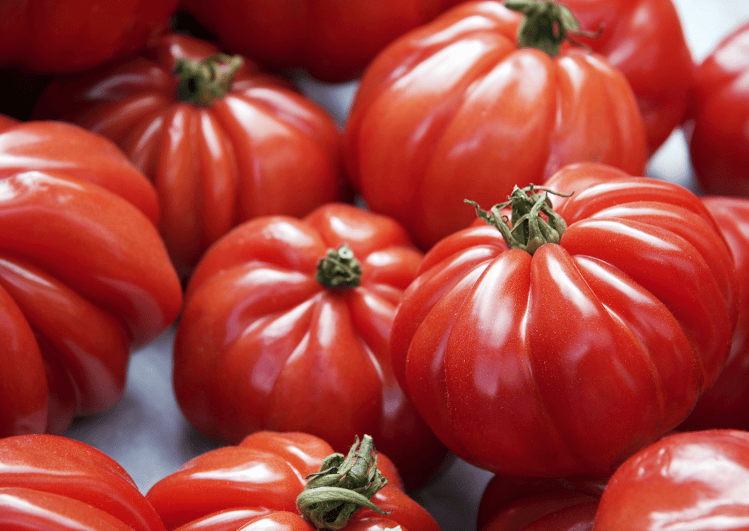 plant tomate marmande en livraison