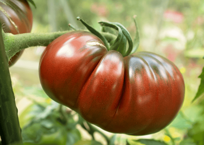 plant de tomate noire de crimee en livraison cultiive