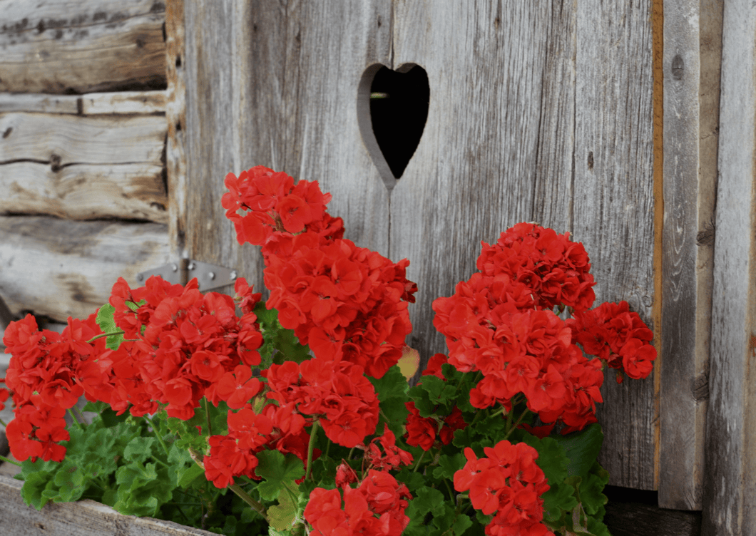 10 plants de Géraniums rouges