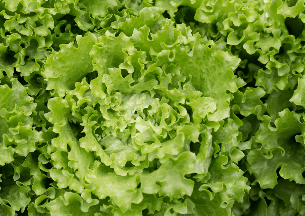 12 plants de salades 